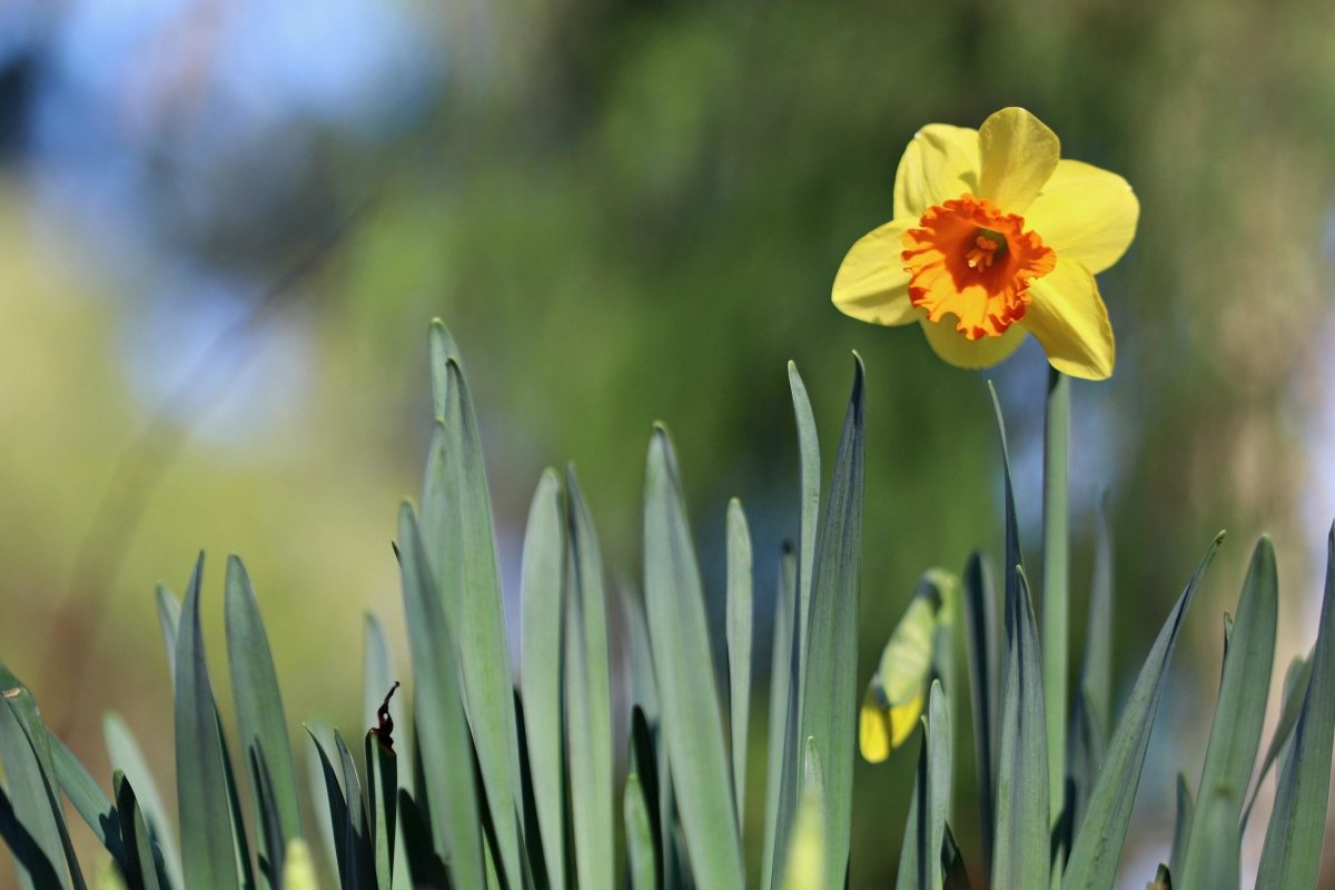 Auftakt für die Zeit im Grünen – Lasse den Frühling in deinen Garten - Feuertonnen Bertling®